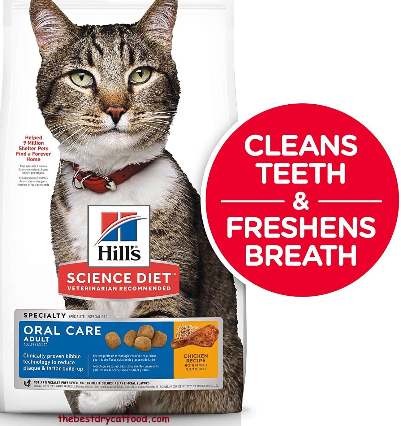 Best Dry Cat Food for Senior Cats 2021