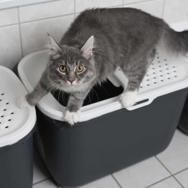 The 9 Best Litter Boxes for Senior Cats